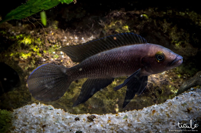 Neolamprologus pectoralis 'Tembwe (Deux)'